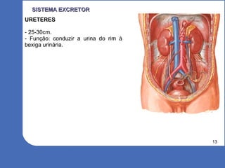 13
SISTEMA EXCRETORSISTEMA EXCRETOR
URETERES
- 25-30cm.
- Função: conduzir a urina do rim à
bexiga urinária.
 