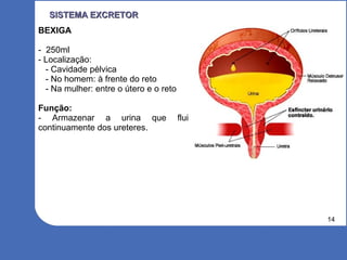14
SISTEMA EXCRETORSISTEMA EXCRETOR
BEXIGA
- 250ml
- Localização:
- Cavidade pélvica
- No homem: à frente do reto
- Na mulher: entre o útero e o reto
Função:
- Armazenar a urina que flui
continuamente dos ureteres.
 