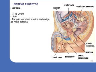 15
SISTEMA EXCRETORSISTEMA EXCRETOR
URETRA
- ♂ 18-20cm
- 4cm
- Função: conduzir a urina da bexiga
ao meio externo
 