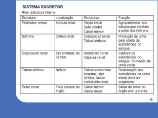 16
SISTEMA EXCRETORSISTEMA EXCRETOR
 