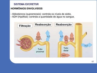 17
SISTEMA EXCRETORSISTEMA EXCRETOR
HORMÔNIOS ENVOLVIDOS
- Aldosterona (suprarrenais): controla os níveis de sódio.
- ADH (hipófise): controla a quantidade de água no sangue.
 