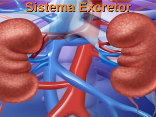 Sistema ExcretorSistema Excretor
 