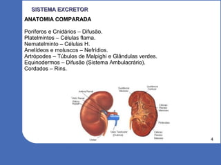 4
SISTEMA EXCRETORSISTEMA EXCRETOR
ANATOMIA COMPARADA
Poríferos e Cnidários – Difusão.
Platelmintos – Células flama.
Nematelminto – Células H.
Anelídeos e moluscos – Nefrídios.
Artrópodes – Túbulos de Malpighi e Glândulas verdes.
Equinodermos – Difusão (Sistema Ambulacrário).
Cordados – Rins.
 