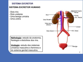7
SISTEMA EXCRETORSISTEMA EXCRETOR
SISTEMA EXCRETOR HUMANO
- Dois rins
- Dois ureteres
- Uma bexiga urinária
- Uma uretra
Nefrologia: estudo da anatomia,
fisiologia e distúrbios dos rins.
Urologia: estudo dos sistemas
urinários masculino e feminino e
do sistema genital masculino.
 