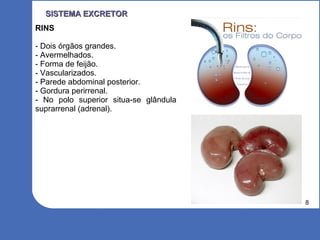 8
SISTEMA EXCRETORSISTEMA EXCRETOR
RINS
- Dois órgãos grandes.
- Avermelhados.
- Forma de feijão.
- Vascularizados.
- Parede abdominal posterior.
- Gordura perirrenal.
- No polo superior situa-se glândula
suprarrenal (adrenal).
 
