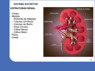 9
SISTEMA EXCRETORSISTEMA EXCRETOR
ESTRUTURAS RENAL
- Córtex
- Medula
- Pirâmide de Malpighi
- Túbulos Uriníferos
- Colunas de Bertin
- Área Crivosa
- Cálice Menor
- Cálice Maior
- Pelve
- Ureter
 
