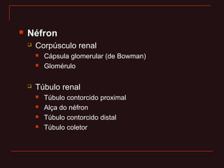  NéfronNéfron
 Corpúsculo renal
 Cápsula glomerular (de Bowman)
 Glomérulo
 Túbulo renal
 Túbulo contorcido proximal
 Alça do néfron
 Túbulo contorcido distal
 Túbulo coletor
 