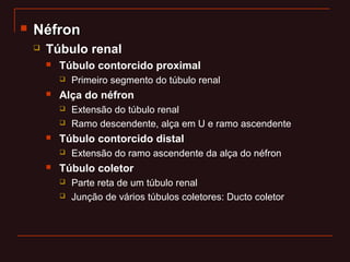  NéfronNéfron
 Túbulo renal
 Túbulo contorcido proximal
 Primeiro segmento do túbulo renal
 Alça do néfron
 Extensão do túbulo renal
 Ramo descendente, alça em U e ramo ascendente
 Túbulo contorcido distal
 Extensão do ramo ascendente da alça do néfron
 Túbulo coletor
 Parte reta de um túbulo renal
 Junção de vários túbulos coletores: Ducto coletor
 
