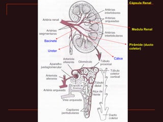 Cápsula Renal
Medula Renal
Pirâmide (ducto
coletor)
Cálice
Bacinete
Ureter
 
