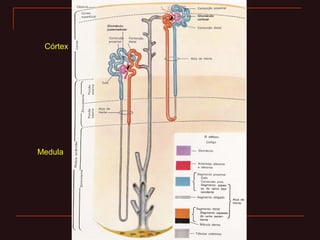 Córtex
Medula
 