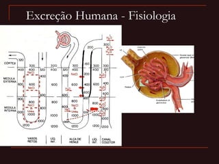 Excreção Humana - Fisiologia
 