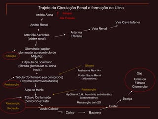 Trajeto da Circulação Renal e formação da Urina
Artéria Aorta
Artéria Renal
Arteríola Aferentes
(córtex renal)
Glomérulo (capilar
glomerular ou glomérulo de
Malphigi)
Cápsula de Bowmann
(filtrado glomerular ou urina
inicial)
Túbulo Contornado (ou contorcido)
Proximal (microvilosidades)
Alça de Henle
Túbulo Contornado
(contorcido) Distal
Cálice Bacinete
Ureter
Bexiga
Túbulo Coletor
Xixi
Urina ou
Filtrado
Glomerular
Sangue
Alta Pressão
Filtração
Reabsorção
Reabsorção
Secreção
Arteríola
Eferente
Veia Renal
Veia Cava Inferior
Glicose
Reabsorve Na+ K+
Cortex Supra Renal
(aldosterona)
Reabsorção
Hipófise A.D.H., hormônio anti-diurético
(vasopressina)
Reabsorção de H2O
 