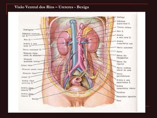 Visão Ventral dos Rins – Ureteres - Bexiga
 
