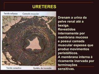 URETERESURETERES
Drenam a urina da
pelve renal até a
bexiga.
Revestidos
internamente por
membrana mucosa
e possui camada
muscular espessa que
produz movimentos
peristálticos.
A membrana interna é
ricamente inervada por
terminações
sensitivas.
 