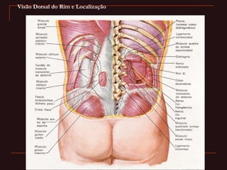 Visão Dorsal do Rim e Localização
 