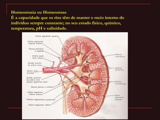 Homeostasia ou Homeostase
É a capacidade que os rins têm de manter o meio interno do
indivíduo sempre constante; no seu estado físico, químico,
temperatura, pH e salinidade.
 