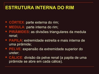 ESTRUTURA INTERNA DO RIMESTRUTURA INTERNA DO RIM
 CÓRTEX: parte externa do rim;
 MEDULA: parte interna do rim;
 PIRÂMIDES: as divisões triangulares da medula
renal;
 PAPILA: extremidade estreita e mais interna de
uma pirâmide;
 PELVE: expansão da extremidade superior do
ureter;
 CÁLICE: divisão da pelve renal (a papila de uma
pirâmide se abre em cada cálice).
 
