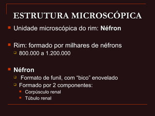 ESTRUTURA MICROSCÓPICAESTRUTURA MICROSCÓPICA
 Unidade microscópica do rim: NéfronNéfron
 Rim: formado por milhares de néfrons
 800.000 a 1.200.000
 NéfronNéfron
 Formato de funil, com “bico” enovelado
 Formado por 2 componentes:
 Corpúsculo renal
 Túbulo renal
 