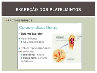 Sistema excretor - Animais invertebrados e vertebrados | PDF