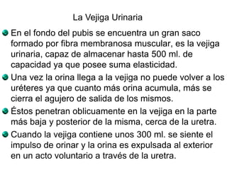 En el fondo del pubis se encuentra un gran saco
formado por fibra membranosa muscular, es la vejiga
urinaria, capaz de almacenar hasta 500 ml. de
capacidad ya que posee suma elasticidad.
Una vez la orina llega a la vejiga no puede volver a los
uréteres ya que cuanto más orina acumula, más se
cierra el agujero de salida de los mismos.
Éstos penetran oblicuamente en la vejiga en la parte
más baja y posterior de la misma, cerca de la uretra.
Cuando la vejiga contiene unos 300 ml. se siente el
impulso de orinar y la orina es expulsada al exterior
en un acto voluntario a través de la uretra.
La Vejiga Urinaria
 