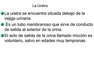 La uretra se encuentra situada debajo de la
vejiga urinaria.
Es un tubo membranoso que sirve de conducto
de salida al exterior de la orina.
El acto de salida de la orina llamado micción es
voluntario, salvo en edades muy tempranas.
La Uretra
 