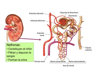 Nefronas:
• Constituyen el riñón
• Filtran y depuran la
sangre
• Forman la orina
Arteriola eferente
Arteriola aferente
Vénula renal Rama descendente
Rama ascendente
Asa de Henle
Cápsula de Bowmann
Glomérulo
Túbulo
colector
Arteriola
renal
 