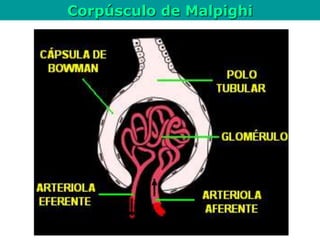 Corpúsculo de Malpighi
 