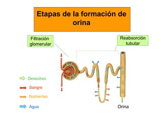 Orina
Etapas de la formación de
orina
Filtración
glomerular
Reabsorción
tubular
Desechos
Sangre
Nutrientes
Agua
 