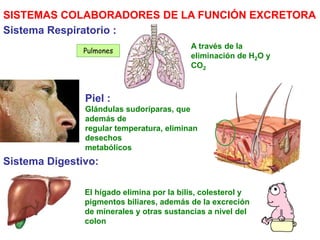 SISTEMAS COLABORADORES DE LA FUNCIÓN EXCRETORA
Sistema Respiratorio :
A través de la
eliminación de H2O y
CO2
Piel :
Glándulas sudoríparas, que
además de
regular temperatura, eliminan
desechos
metabólicos
Sistema Digestivo:
El hígado elimina por la bilis, colesterol y
pigmentos biliares, además de la excreción
de minerales y otras sustancias a nivel del
colon
Pulmones
 