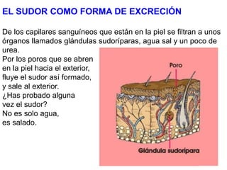 EL SUDOR COMO FORMA DE EXCRECIÓN
De los capilares sanguíneos que están en la piel se filtran a unos
órganos llamados glándulas sudoríparas, agua sal y un poco de
urea.
Por los poros que se abren
en la piel hacia el exterior,
fluye el sudor así formado,
y sale al exterior.
¿Has probado alguna
vez el sudor?
No es solo agua,
es salado.
 