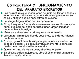 Las estructuras que tienen forma de judía se llaman riñones y
es en ellos en donde son extraídos de la sangre la urea, las
sales y el agua que se encuentran en exceso.
La sangre llega al riñón por la arteria renal.
El líquido que se forma, de esta manera, en los riñones es la
orina, que sale del riñón por unos tubos largos llamados
uréteres hacia la vejiga.
En ella se almacena la orina que se va formando.
La sangre, ya sin este tipo de desechos, sale de los riñones,
por la vena renal.
Cuando ya está llena la vejiga se produce la sensación de
deseos de orinar y se expulsa voluntariamente la orina por
medio de un conducto llamado uretra.
Que en el caso de los varones, atraviesa el pene.
En el caso de las mujeres, se abre al exterior por un agujero
llamado meato urinario.
ESTRUCTURA Y FUNCIONAMIENTO
DEL APARATO EXCRETOR
 