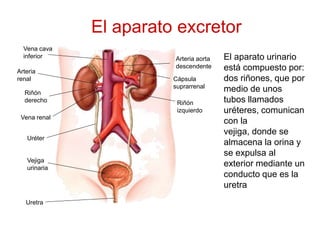 Uréter
Vena renal
Riñón
derecho
Arteria
renal
Vena cava
inferior
Vejiga
urinaria
Uretra
Arteria aorta
descendente
Cápsula
suprarrenal
Riñón
izquierdo
El aparato urinario
está compuesto por:
dos riñones, que por
medio de unos
tubos llamados
uréteres, comunican
con la
vejiga, donde se
almacena la orina y
se expulsa al
exterior mediante un
conducto que es la
uretra
El aparato excretor
 