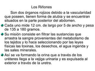 Son dos órganos rojizos debido a la vascularidad
que poseen, tienen forma de alubia y se encuentran
situados en la parte posterior del abdomen.
Cada uno mide 12 cm. de largo por 5 de ancho y pesa
de 135 a 180 gramos.
Su misión consiste en filtrar las sustancias que
arrastra la sangre provenientes del metabolismo de
los tejidos y lo hace seleccionando por las leyes
físicas las toxinas, los desechos, el agua ingerida y
las sales minerales.
Así se va formando la orina que a través de los
uréteres llega a la vejiga urinaria y es expulsada al
exterior a través de la uretra.
Los Riñones
 
