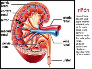 riñón
pelvis
renal
corteza
renal
nefrón
médula
renal
pelvis
renal
uréter
arteria
renal
vena
renal
Los riñones
poseen una
capa externa
sólida donde
se forma la
orina y una
cámara
interna vacía
llamada pelvis
renal.
La capa
externa se
divide en:
a)Médula renal
b)Corteza renal
 
