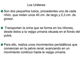 Son dos pequeños tubos, procedentes uno de cada
riñón, que miden unos 40 cm. de largo y 0,3 cm. de
grosor.
Transportan la orina que se forma en los riñones,
desde éstos a la vejiga urinaria situada en el fondo del
pubis.
Para ello, realiza unos movimientos peristálticos que
comienzan en la pelvis renal, avanzando en un
movimiento continuo hasta la vejiga urinaria.
Los Uréteres
 