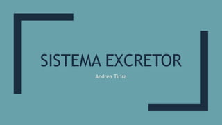 SISTEMA EXCRETOR
Andrea Tirira
 