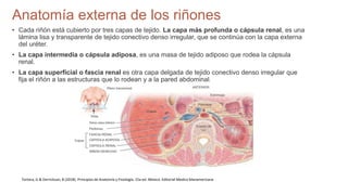 SISTEMA EXCRETOR LIBRO ANATOMIA Y FISIOLOGÍA.pptx