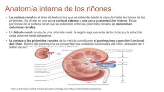 SISTEMA EXCRETOR LIBRO ANATOMIA Y FISIOLOGÍA.pptx