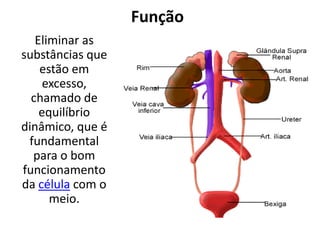 Função
   Eliminar as
substâncias que
    estão em
     excesso,
  chamado de
    equilíbrio
dinâmico, que é
 fundamental
  para o bom
funcionamento
da célula com o
      meio.
 