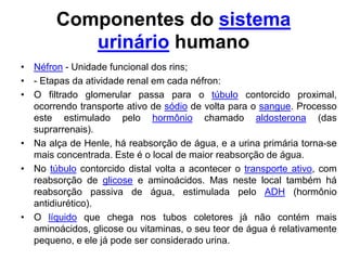 Componentes do sistema
          urinário humano
• Néfron - Unidade funcional dos rins;
• - Etapas da atividade renal em cada néfron:
• O filtrado glomerular passa para o túbulo contorcido proximal,
  ocorrendo transporte ativo de sódio de volta para o sangue. Processo
  este estimulado pelo hormônio chamado aldosterona (das
  suprarrenais).
• Na alça de Henle, há reabsorção de água, e a urina primária torna-se
  mais concentrada. Este é o local de maior reabsorção de água.
• No túbulo contorcido distal volta a acontecer o transporte ativo, com
  reabsorção de glicose e aminoácidos. Mas neste local também há
  reabsorção passiva de água, estimulada pelo ADH (hormônio
  antidiurético).
• O líquido que chega nos tubos coletores já não contém mais
  aminoácidos, glicose ou vitaminas, o seu teor de água é relativamente
  pequeno, e ele já pode ser considerado urina.
 