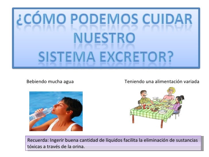 Sistema excretor2