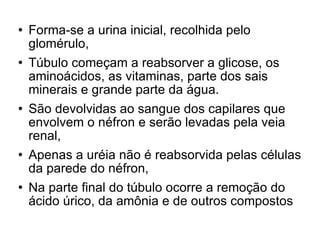 Forma-se a urina inicial, recolhida pelo glomérulo,  Túbulo começam a reabsorver a glicose, os aminoácidos, as vitaminas, parte dos sais minerais e grande parte da água. São devolvidas ao sangue dos capilares que envolvem o néfron e serão levadas pela veia renal, Apenas a uréia não é reabsorvida pelas células da parede do néfron, Na parte final do túbulo ocorre a remoção do ácido úrico, da amônia e de outros compostos 