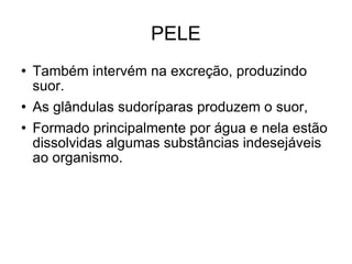 PELE Também intervém na excreção, produzindo suor. As glândulas sudoríparas produzem o suor, Formado principalmente por água e nela estão dissolvidas algumas substâncias indesejáveis ao organismo. 