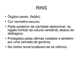 RINS Órgãos pares, (feijão) Cor vermelho-escura, Parte posterior da cavidade abdominal, na região lombar da coluna vertebral, abaixo do diafragma. Protegidos pelas últimas costelas e também por uma camada de gordura.  No córtex renal localizam-se os néfrons. 