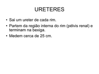 URETERES Sai um ureter de cada rim. Partem da região interna do rim (pélvis renal) e terminam na bexiga. Medem cerca de 25 cm. 
