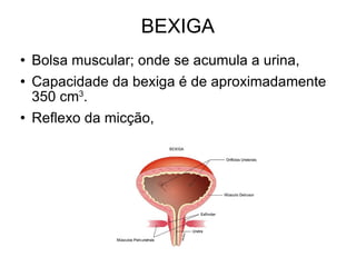 BEXIGA Bolsa muscular; onde se acumula a urina, Capacidade da bexiga é de aproximadamente 350 cm 3 . Reflexo da micção, 