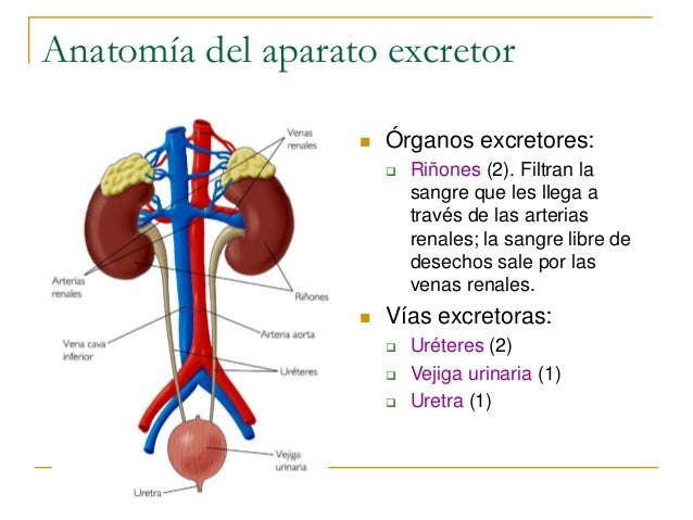 Sistema excretor clase 8