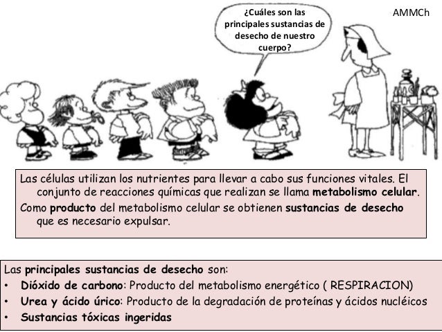 Sistema excretor en los seres vivos mila Sistema excretor en los seres vivos mila
