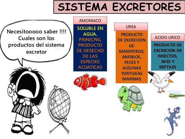 Sistema excretor en los seres vivos mila