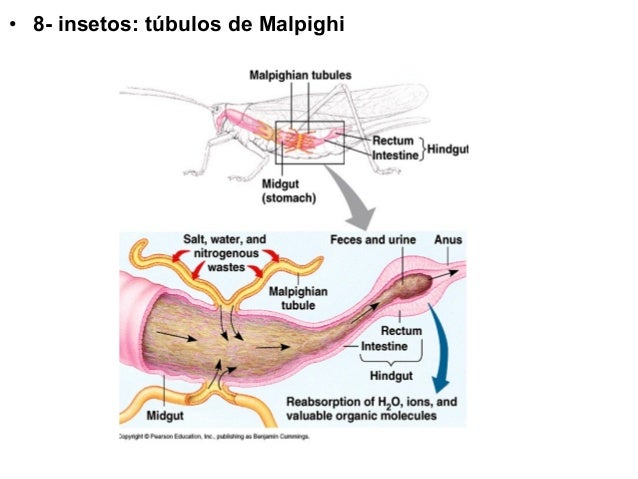 Tubulos De Malpighi Organismos Que Los Poseen pt.slideshare.net